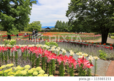 いいでどんでん平ゆり園 115985153