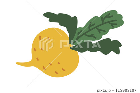 Hand drawn raw tasty turnip root vegetable. Jicama bulb root, farm market veggie. 115985187