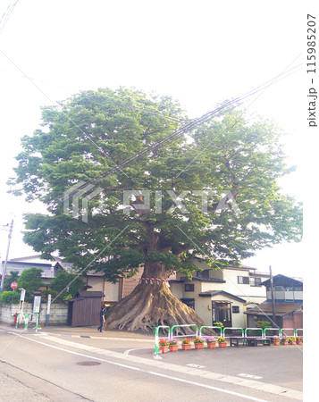 歴史を感じる巨大な一里塚 115985207