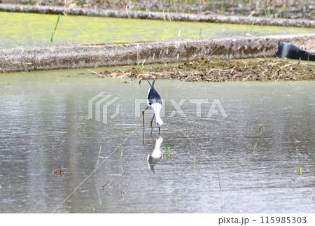 シギ、セイタカシギ シギ、セイタカシギ 115985303