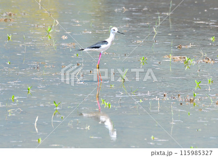 シギ、セイタカシギ 115985327
