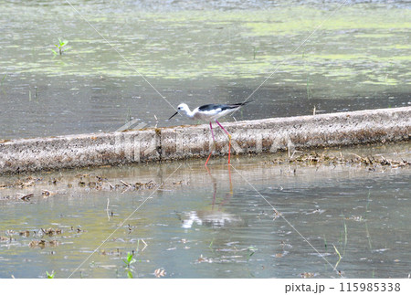 シギ、セイタカシギ 115985338