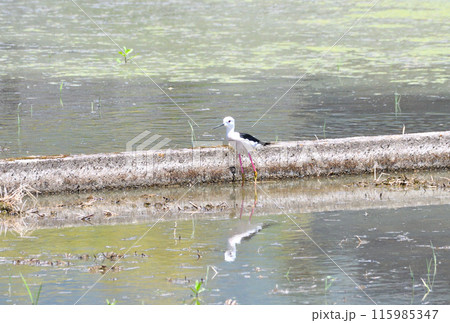 シギ、セイタカシギ シギ、セイタカシギ 115985347