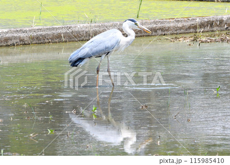 サギ、アオサギ 115985410