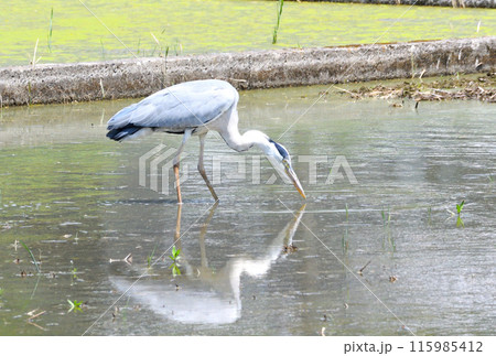 サギ、アオサギ 115985412