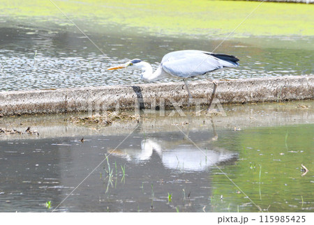 サギ、アオサギ 115985425