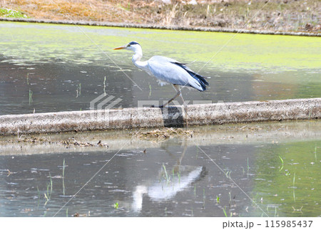 サギ、アオサギ 115985437