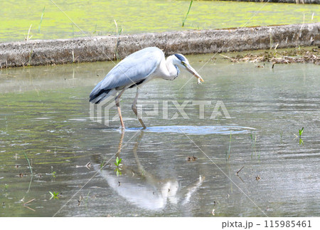 サギ、アオサギ 115985461