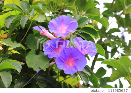 満開のr琉球朝顔(リュウキュウアサガオ) 満開のr琉球朝顔(リュウキュウアサガオ) 115985627
