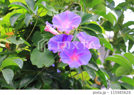 満開のr琉球朝顔（リュウキュウアサガオ） 115985628