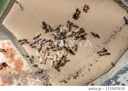 植木鉢の下にあった黒アリの巣　アリの卵と羽アリと蛹などが慌てふためいている 115985638