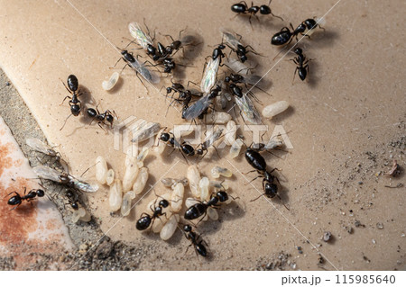 植木鉢の下にあった黒アリの巣　アリの卵と羽アリと蛹などが慌てふためいている 115985640