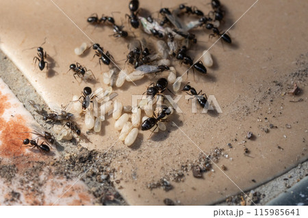 植木鉢の下にあった黒アリの巣　アリの卵と羽アリと蛹などが慌てふためいている 115985641