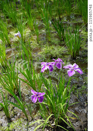 はなょうぶ 115985748