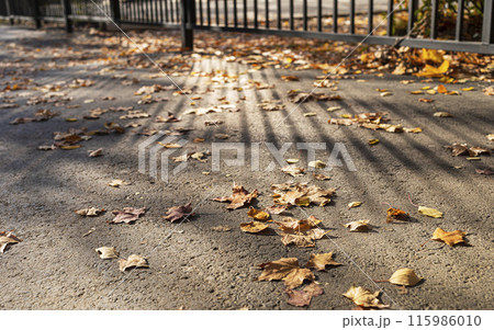 Gray asphalt urban pathway with dry fallen leaves. Stripes of light and shadow from metallic fence. 115986010