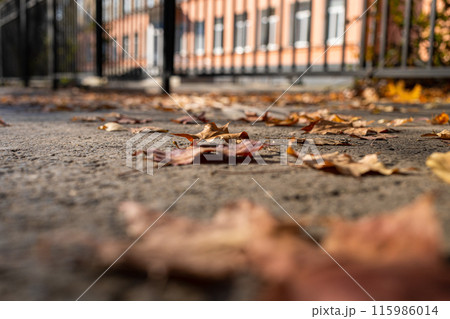 Low angle shot of fallen dry leaves on gray asphalt footpath of city. Selective focus on leaf. 115986014