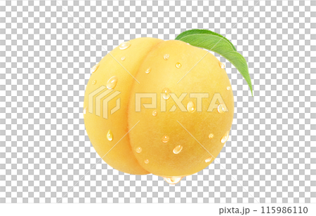 Golden peach illustration, realistic, white background 115986110