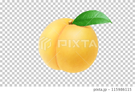 黄金桃のイラスト リアル 白バック 115986115