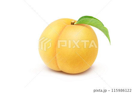 黄金桃のイラスト リアル 白バック 黄金桃のイラスト リアル 白バック 115986122