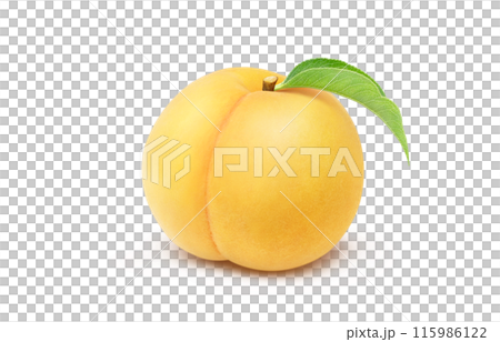 Golden peach illustration, realistic, white background 115986122