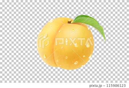 黄金桃のイラスト リアル 白バック 黄金桃のイラスト リアル 白バック 115986123