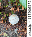 オオシロカラカサタケ 115986372