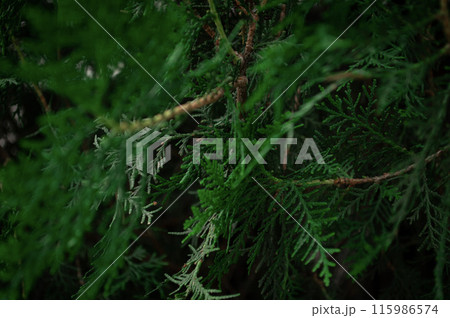 Pine tree branch close up. High quality photo Pine tree branch close up. High quality photo 115986574