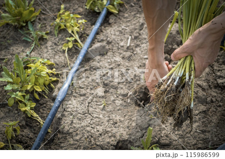 Farmer planting green onion. Agriculture concept. High quality photo Farmer planting green onion. Agriculture concept. High quality photo 115986599