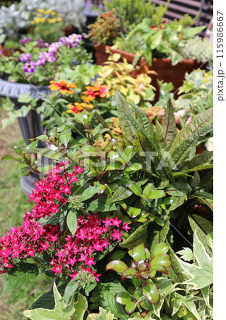 夏の赤い花の寄せ植え＆寄せ鉢 115986667