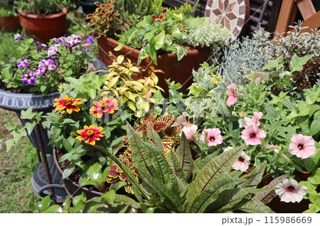 サフィニアの寄せ植え＆寄せ鉢 115986669