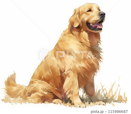 水彩画のゴールデンレレトリバー犬イラストのイラスト素材