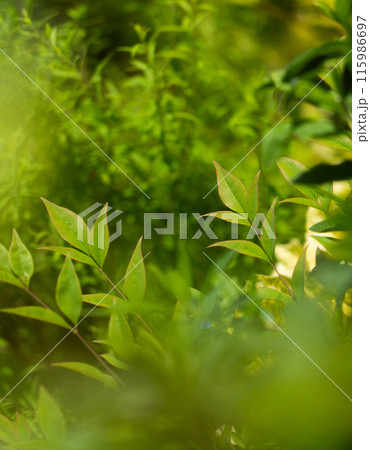 ブラックミストフィルターを通した庭の南天の若葉 ブラックミストフィルターを通した庭の南天の若葉 115986697