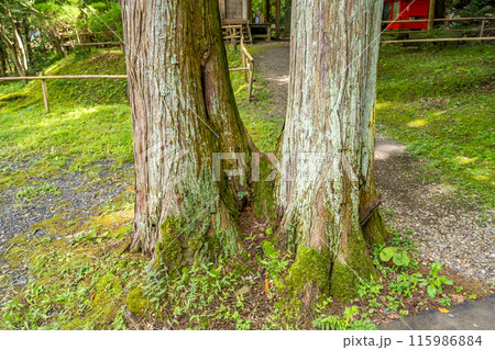 中尊寺塔頭　薬師堂　藤原清衡公が建立した四十数余の堂塔の一字 115986884