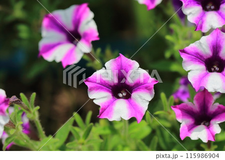 ペチュニア　（スーパーチュニアビスタ）　 115986904