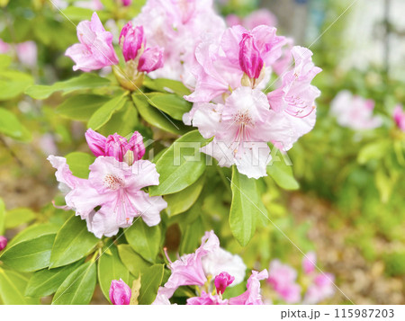 石楠花 115987203