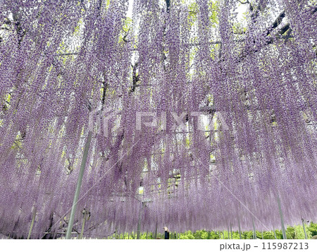 藤の花 藤の花 115987213