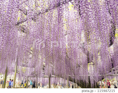 藤の花 藤の花 115987215