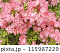ツツジ 115987229