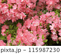 ツツジ 115987230
