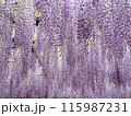 藤の花 115987231