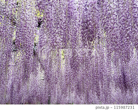 藤の花 藤の花 115987231