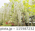 白藤 115987232