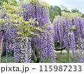藤の花 115987233
