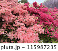 ツツジ 115987235