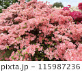 ツツジ 115987236