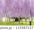 藤の花 115987237