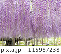 藤の花 115987238