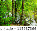 Trees trunks in the forest and lake. 115987366