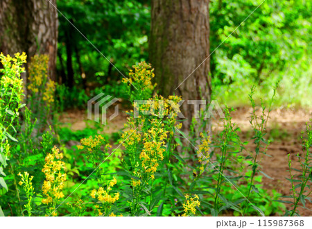 Green grass, yellow flowers in mixed forest 115987368