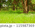 A green mixed forest or park 115987369